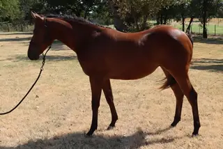 KTM WhizNinHollywood (Phoenix), 1 Year Old Bay Quarter Horse Filly for Sale in Lookeba, OK, photo 2 of 5