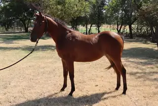 KTM WhizNinHollywood (Phoenix), 1 Year Old Bay Quarter Horse Filly for Sale in Lookeba, OK, photo 3 of 5