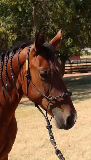 KTM WhizNinHollywood (Phoenix), 1 Year Old Bay Quarter Horse Filly for Sale in Lookeba, OK, photo 4 of 5
