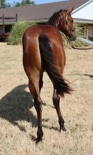 KTM WhizNinHollywood (Phoenix), 1 Year Old Bay Quarter Horse Filly for Sale in Lookeba, OK, photo 5 of 5