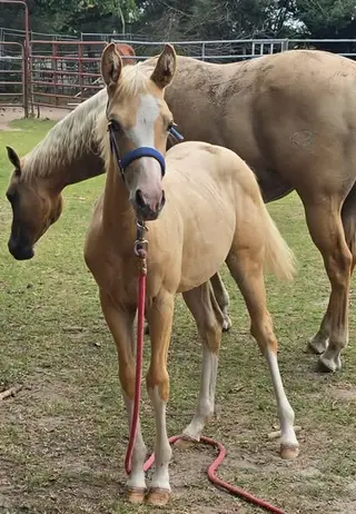 Filly by KR Gun Powder, 1 Year Old Palomino Quarter Horse Filly for Sale