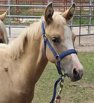 Filly by KR Gun Powder, 1 Year Old Palomino Quarter Horse Filly for Sale, photo 2 of 5