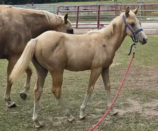 Filly by KR Gun Powder, 1 Year Old Palomino Quarter Horse Filly for Sale, photo 3 of 5