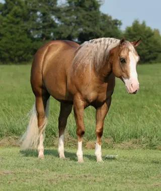 Big Star, 6 Year Old Palomino Quarter Horse Gelding for Sale in Buffalo, MO, photo 2 of 6