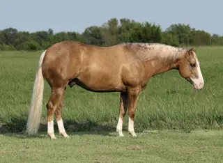 Big Star, 6 Year Old Palomino Quarter Horse Gelding for Sale in Buffalo, MO, photo 3 of 6