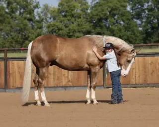 Big Star, 6 Year Old Palomino Quarter Horse Gelding for Sale in Buffalo, MO, photo 4 of 6