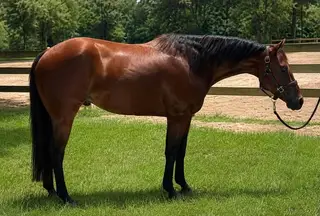 Friday Nite Roos, 3 Year Old Bay Quarter Horse Gelding for Sale in FL