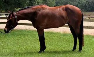 Friday Nite Roos, 3 Year Old Bay Quarter Horse Gelding for Sale in FL, photo 2 of 4