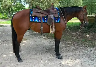 Friday Nite Roos, 3 Year Old Bay Quarter Horse Gelding for Sale in FL, photo 3 of 4