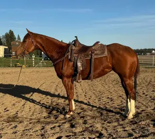 Colonel P Red Tootsy (Pebbles)