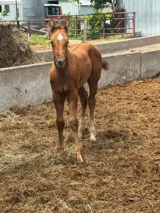 Tiffany, Foal Palomino Quarter Horse Filly for Sale in Welcome, MN, photo 2 of 4