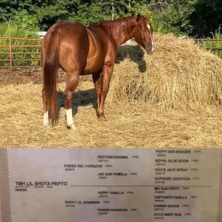 Tiffany, Foal Palomino Quarter Horse Filly for Sale in Welcome, MN, photo 3 of 4