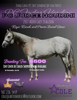 Tiffany, Foal Palomino Quarter Horse Filly for Sale in Welcome, MN, photo 4 of 4