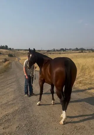Streak By Design, 2 Year Old Bay Quarter Horse Gelding for Sale in New Plymouth, ID