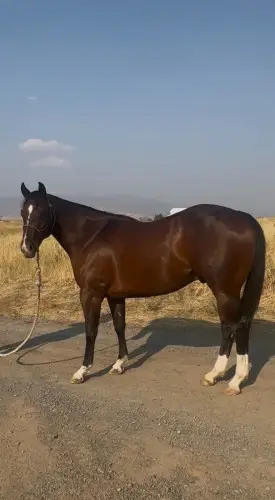 Streak By Design, 2 Year Old Bay Quarter Horse Gelding for Sale in New Plymouth, ID, photo 2 of 5