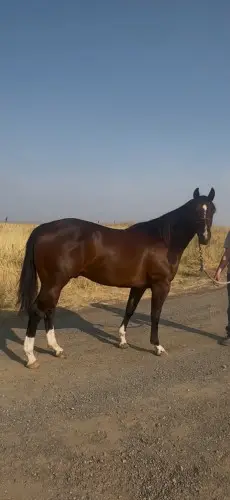 Streak By Design, 2 Year Old Bay Quarter Horse Gelding for Sale in New Plymouth, ID, photo 3 of 5