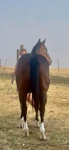 Streak By Design, 2 Year Old Bay Quarter Horse Gelding for Sale in New Plymouth, ID, photo 4 of 5
