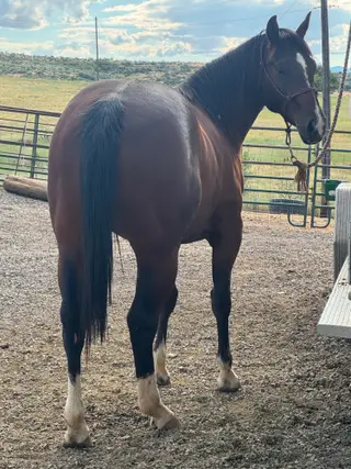 Streak By Design, 2 Year Old Bay Quarter Horse Gelding for Sale in New Plymouth, ID, photo 5 of 5