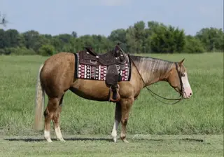 Little Miss Inferno (Shakira), 3 Year Old Quarter Horse Mare for Sale in Buffalo, MO