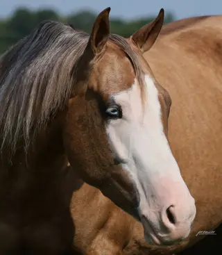 Little Miss Inferno (Shakira), 3 Year Old Palomino Quarter Horse Mare for Sale in Buffalo, MO, photo 2 of 6