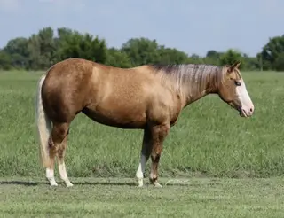 Little Miss Inferno (Shakira), 3 Year Old Palomino Quarter Horse Mare for Sale in Buffalo, MO, photo 3 of 6