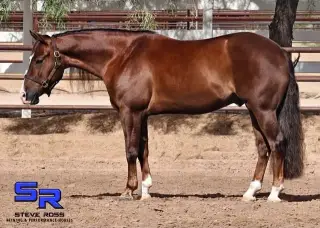 Rocco, 4 Year Old Bay Quarter Horse Gelding for Sale in Scottsdale, AZ, photo 2 of 4