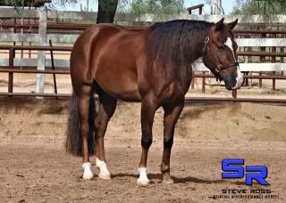 Rocco, 4 Year Old Bay Quarter Horse Gelding for Sale in Scottsdale, AZ, photo 3 of 4
