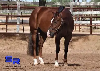 Rocco, 4 Year Old Bay Quarter Horse Gelding for Sale in Scottsdale, AZ, photo 4 of 4