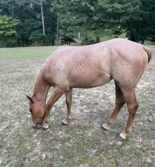 Miss Majestic Mvp (Lala), 1 Year Old Red Roan Quarter Horse Filly for Sale in Crossville, TN