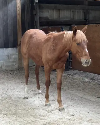 Miss Majestic Mvp (Lala), 1 Year Old Red Roan Quarter Horse Filly for Sale in Crossville, TN, photo 2 of 4