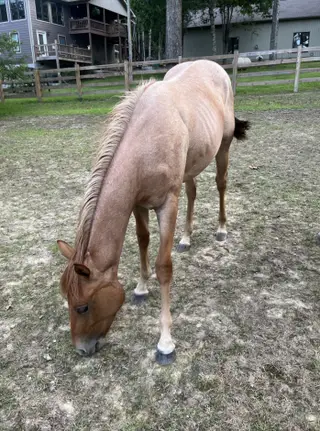 Miss Majestic Mvp (Lala), 1 Year Old Red Roan Quarter Horse Filly for Sale in Crossville, TN, photo 3 of 4
