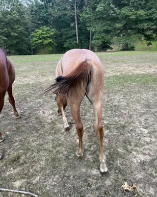 Miss Majestic Mvp (Lala), 1 Year Old Red Roan Quarter Horse Filly for Sale in Crossville, TN, photo 4 of 4