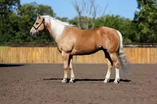 Coats Honors Jetfire (Scorch), 14 Year Old Palomino Quarter Horse Gelding for Sale in Buellton, CA