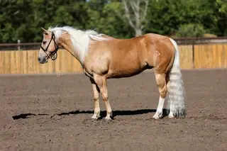 Coats Honors Jetfire (Scorch), 14 Year Old Palomino Quarter Horse Gelding for Sale in Buellton, CA, photo 2 of 3