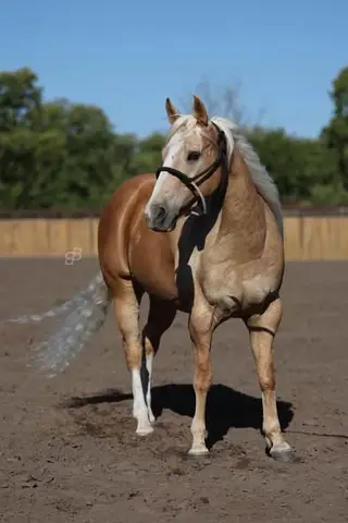 Coats Honors Jetfire (Scorch), 14 Year Old Palomino Quarter Horse Gelding for Sale in Buellton, CA, photo 3 of 3