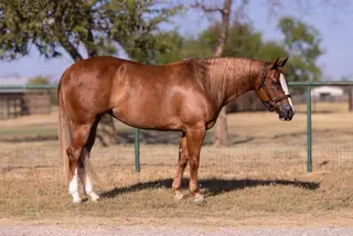 CBK A Cash Surprize, 5 Year Old Sorrel Quarter Horse Mare for Sale in Pilot Point, TX