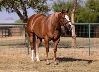 CBK A Cash Surprize, 5 Year Old Sorrel Quarter Horse Mare for Sale in Pilot Point, TX, photo 3 of 4