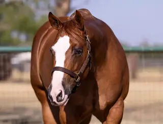 CBK A Cash Surprize, 5 Year Old Sorrel Quarter Horse Mare for Sale in Pilot Point, TX, photo 4 of 4
