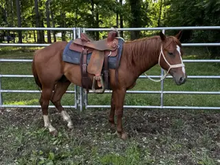 Cattlecat (Bullet), 2 Year Old Sorrel Quarter Horse Colt for Sale in Crossville, TN