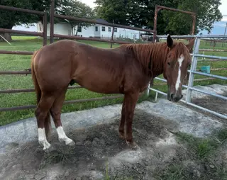 Cattlecat (Bullet), 2 Year Old Sorrel Quarter Horse Colt for Sale in Crossville, TN, photo 2 of 4