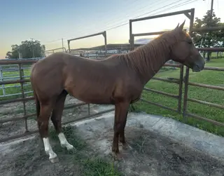 Cattlecat (Bullet), 2 Year Old Sorrel Quarter Horse Colt for Sale in Crossville, TN, photo 3 of 4