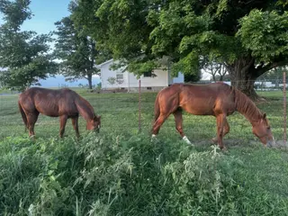Cattlecat (Bullet), 2 Year Old Sorrel Quarter Horse Colt for Sale in Crossville, TN, photo 4 of 4