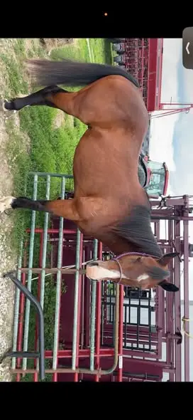 Legend, 16 Year Old Bay Grade Gelding for Sale in TX, photo 2 of 4