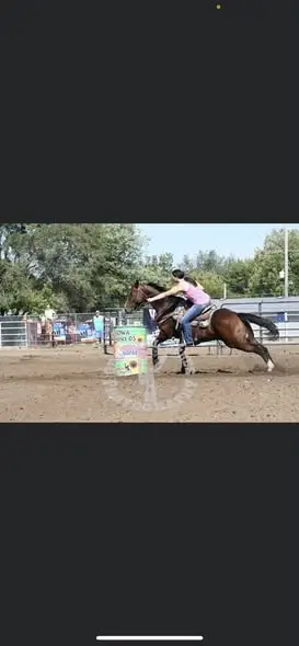 Legend, 16 Year Old Bay Grade Gelding for Sale in TX, photo 3 of 4