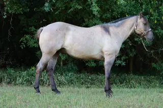 Gooseberry Roam (Sage), 7 Year Old Grullo Quarter Horse Gelding for Sale in Fuquay Varina, NC