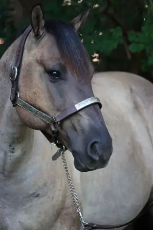 Gooseberry Roam (Sage), 7 Year Old Grullo Quarter Horse Gelding for Sale in Fuquay Varina, NC, photo 2 of 4