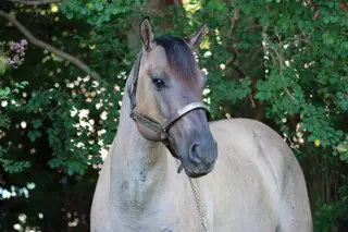 Gooseberry Roam (Sage), 7 Year Old Grullo Quarter Horse Gelding for Sale in Fuquay Varina, NC, photo 3 of 4