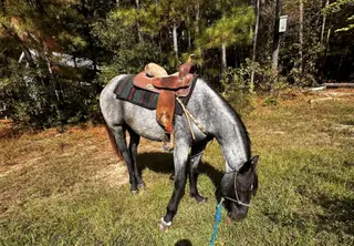 Gooseberry Roam (Sage), 7 Year Old Grullo Quarter Horse Gelding for Sale in Fuquay Varina, NC, photo 4 of 4