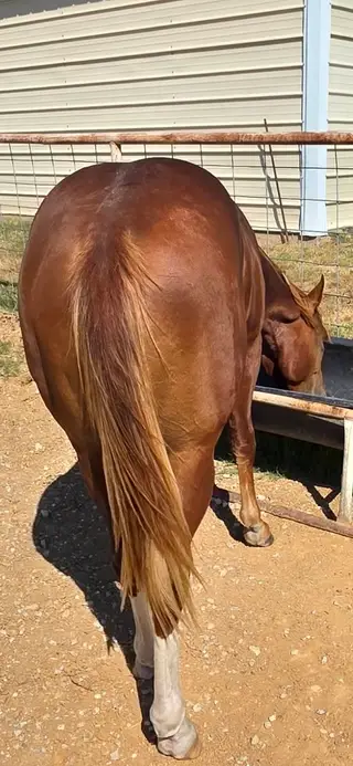 Chestnut Quarter Horse Colt, 1 Year Old Chestnut Quarter Horse Colt for Sale in Ardmore, OK, photo 2 of 5