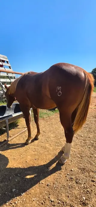 Chestnut Quarter Horse Colt, 1 Year Old Chestnut Quarter Horse Colt for Sale in Ardmore, OK, photo 3 of 5